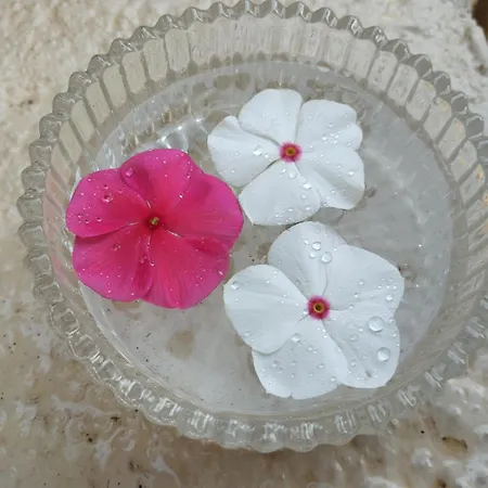 Spiros Sea View Herberg *